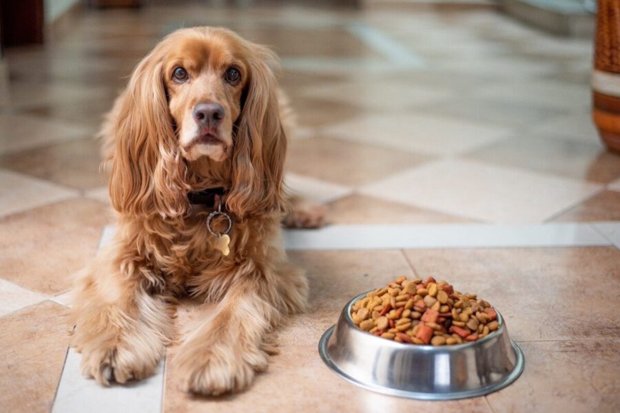 cane accanto alla ciotola con il cibo secco