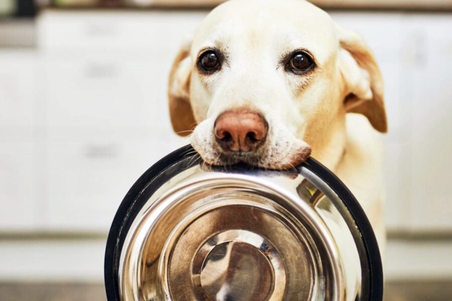 cane con ciotola in bocca