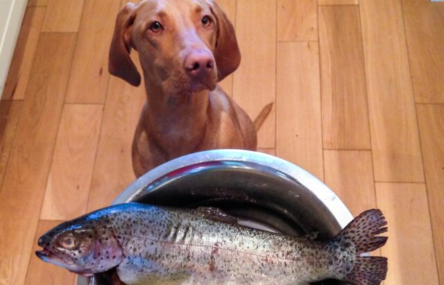 I cani possono mangiare le sardine o fanno male?
