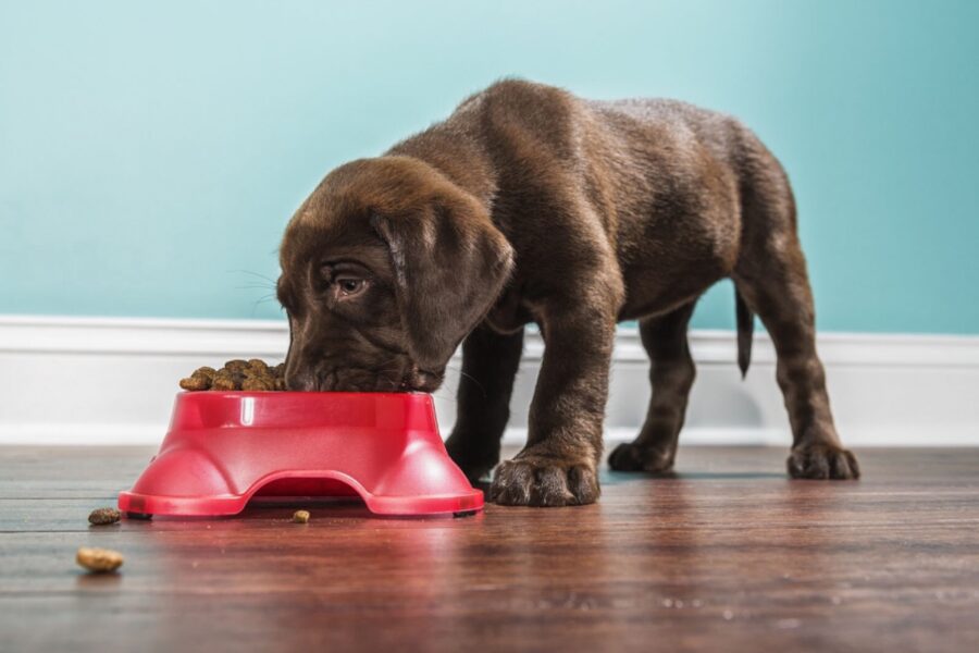 cane labrador marrone