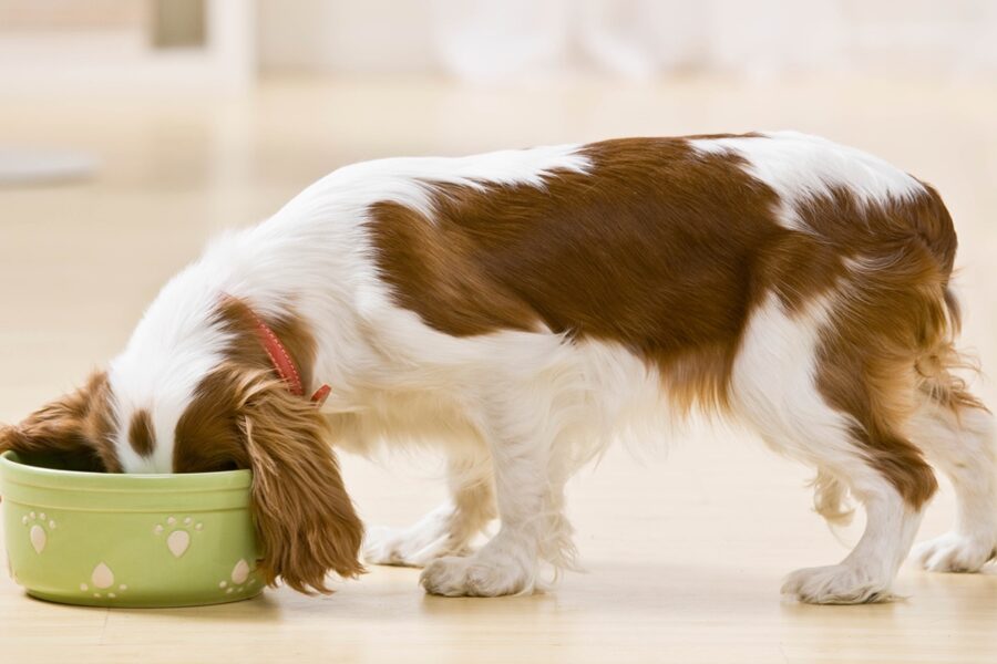 cane con le orecchie lunghe che mangia