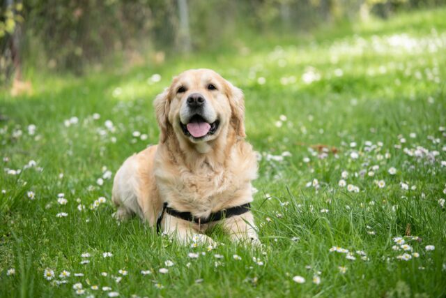 I cani possono mangiare l’hummus?