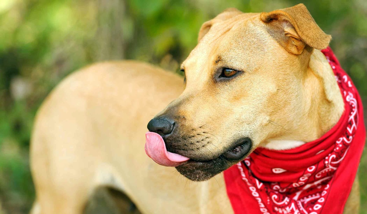 cane con la bandana rossa nel collo