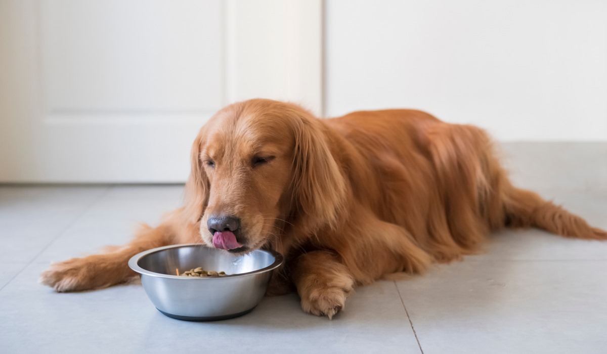 cane che mangia la sua pappa