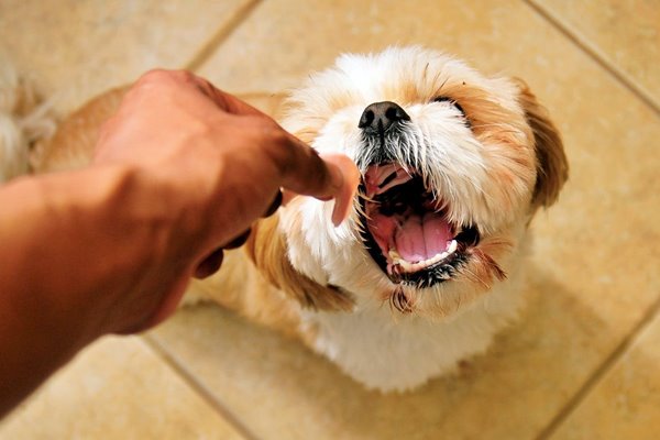 dare uno snack al cane