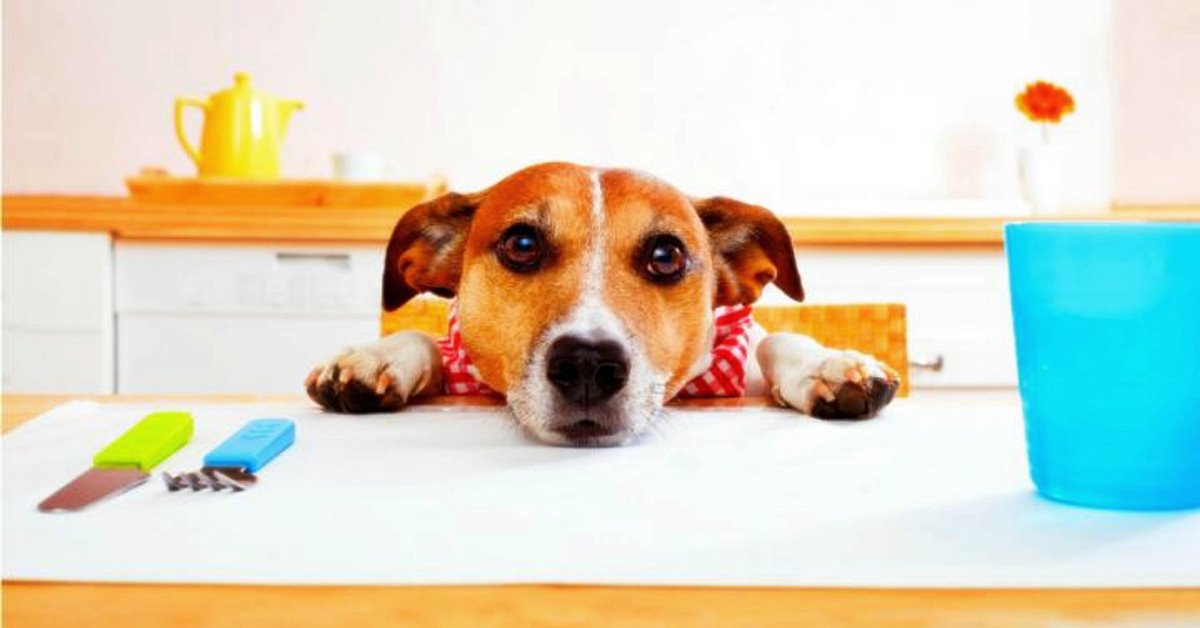 I cani possono mangiare i wurstel?