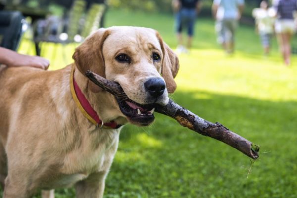 cane con il bastone in bocca