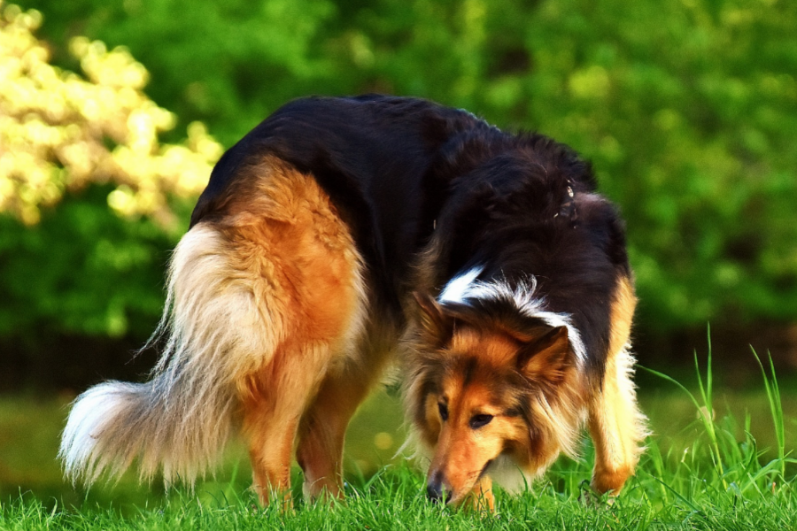 cane collie che annusa