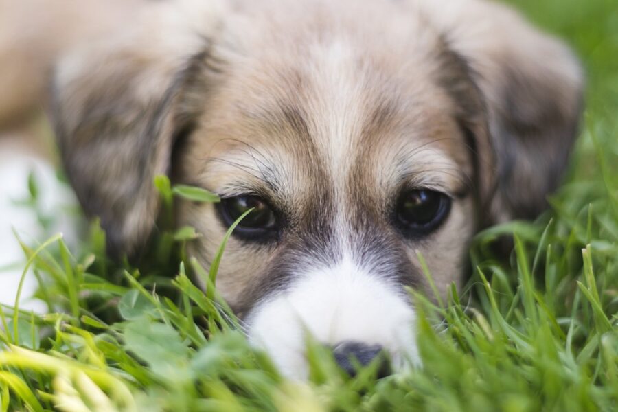 cane tra le campagne