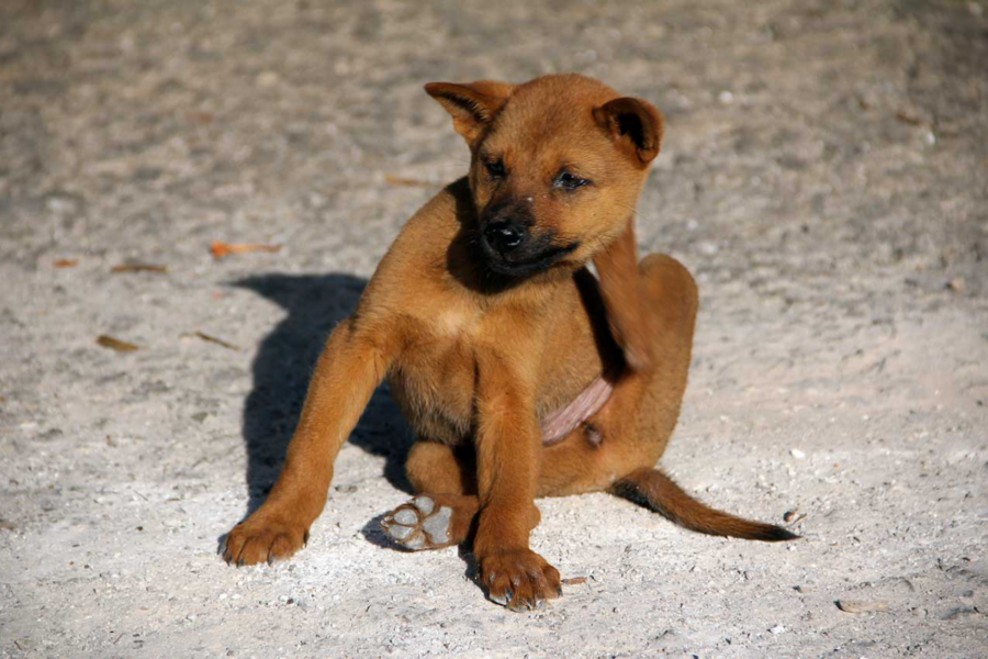 cane con prurito