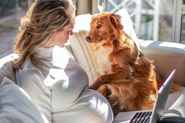 cane e donna incinta