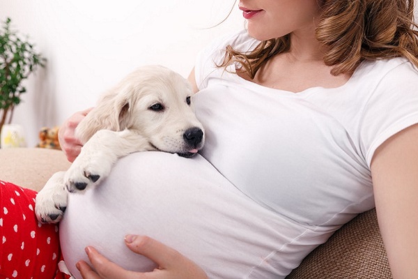 cucciolo di cane su pancione