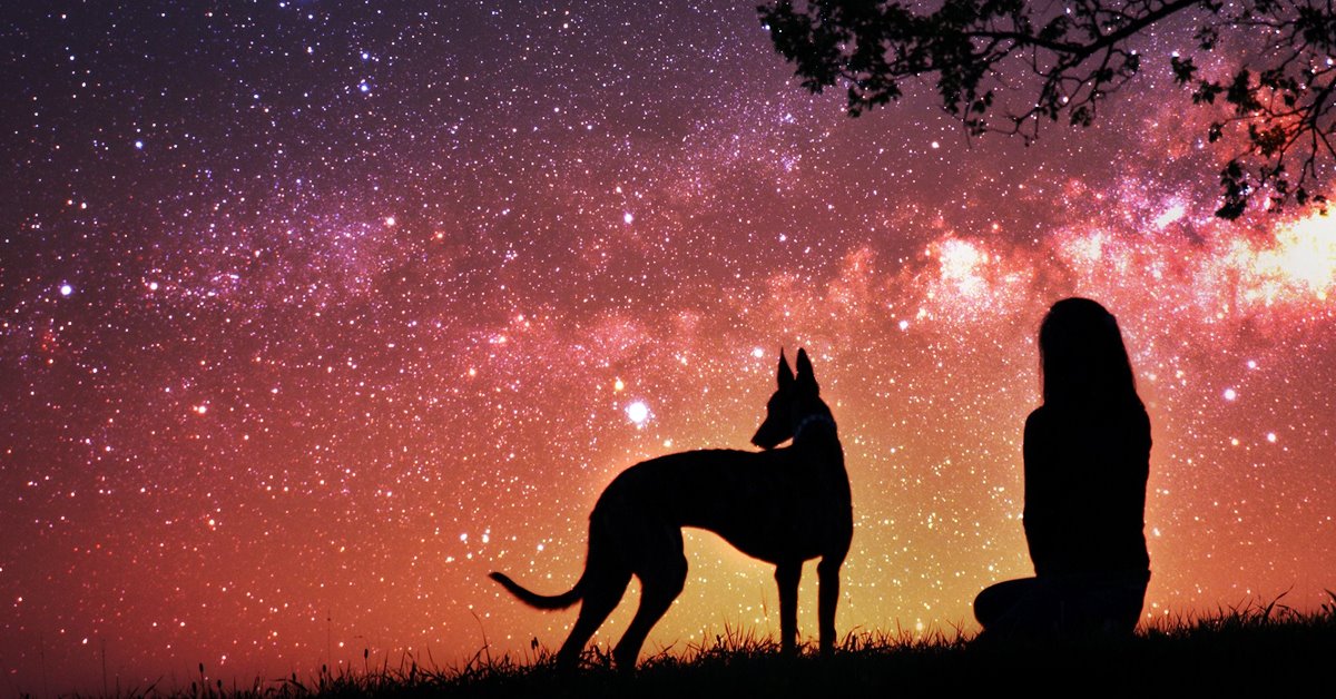 I cani possono vedere le stelle?