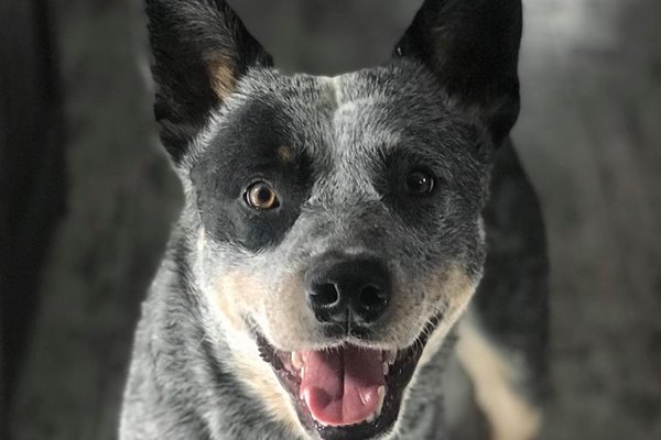 australian cattle dog