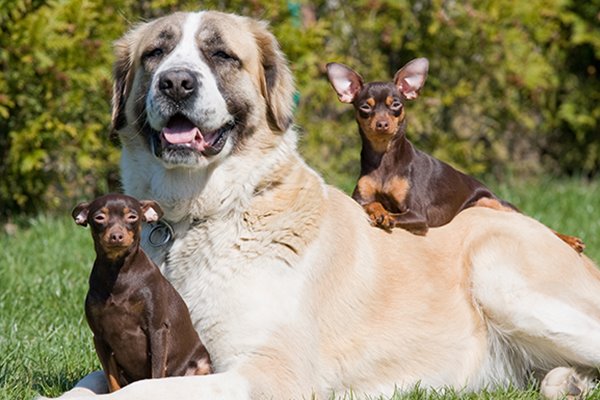 cane grande con cani piccoli