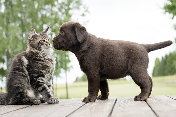 cane curioso e gatto timoroso