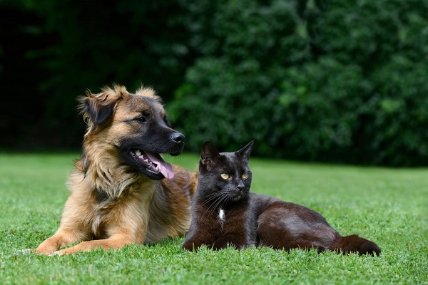 cane e gatto sul prato