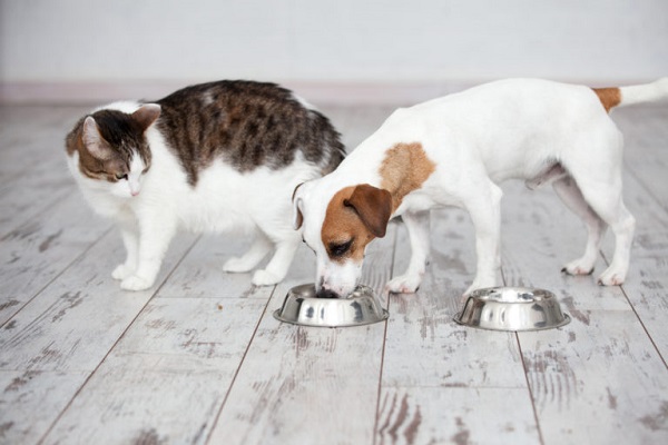 cane e gatto davanti a ciotole