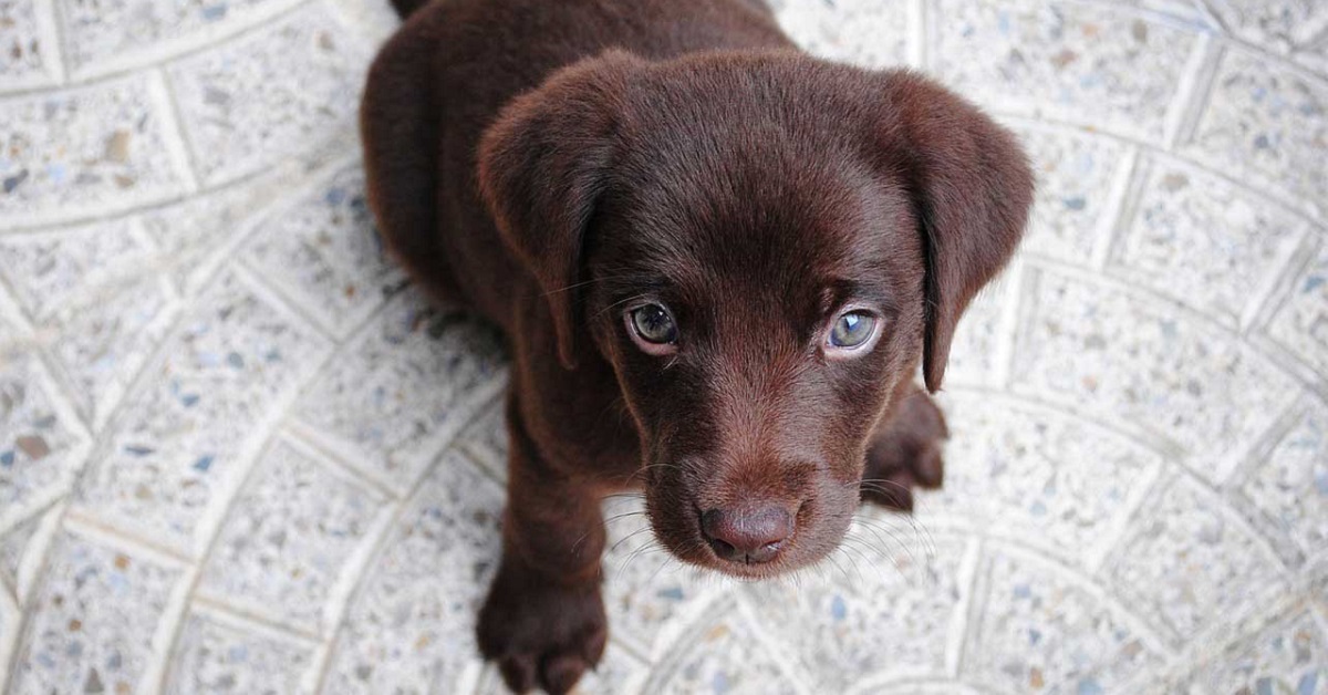 I cani sentono il monossido di carbonio nell’aria? Possono avvertirci?