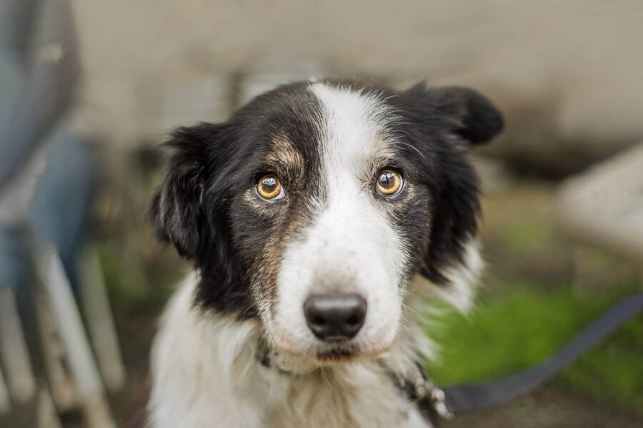 cane bianco e nero