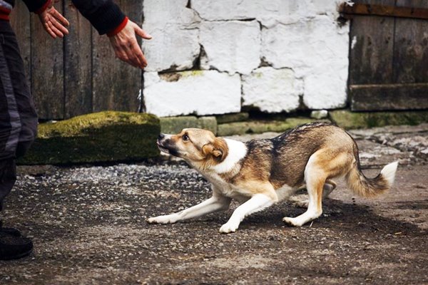 cane ha paura delle persone