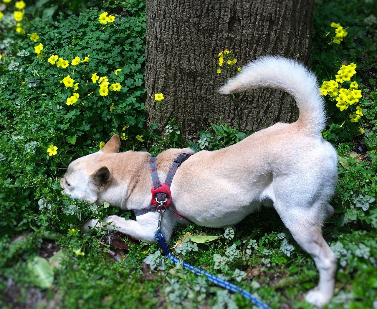 cagnolino a caccia