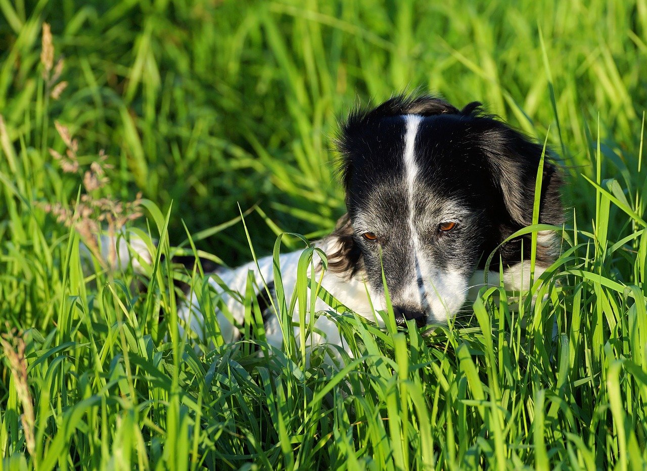 cagnolino fra l'erba