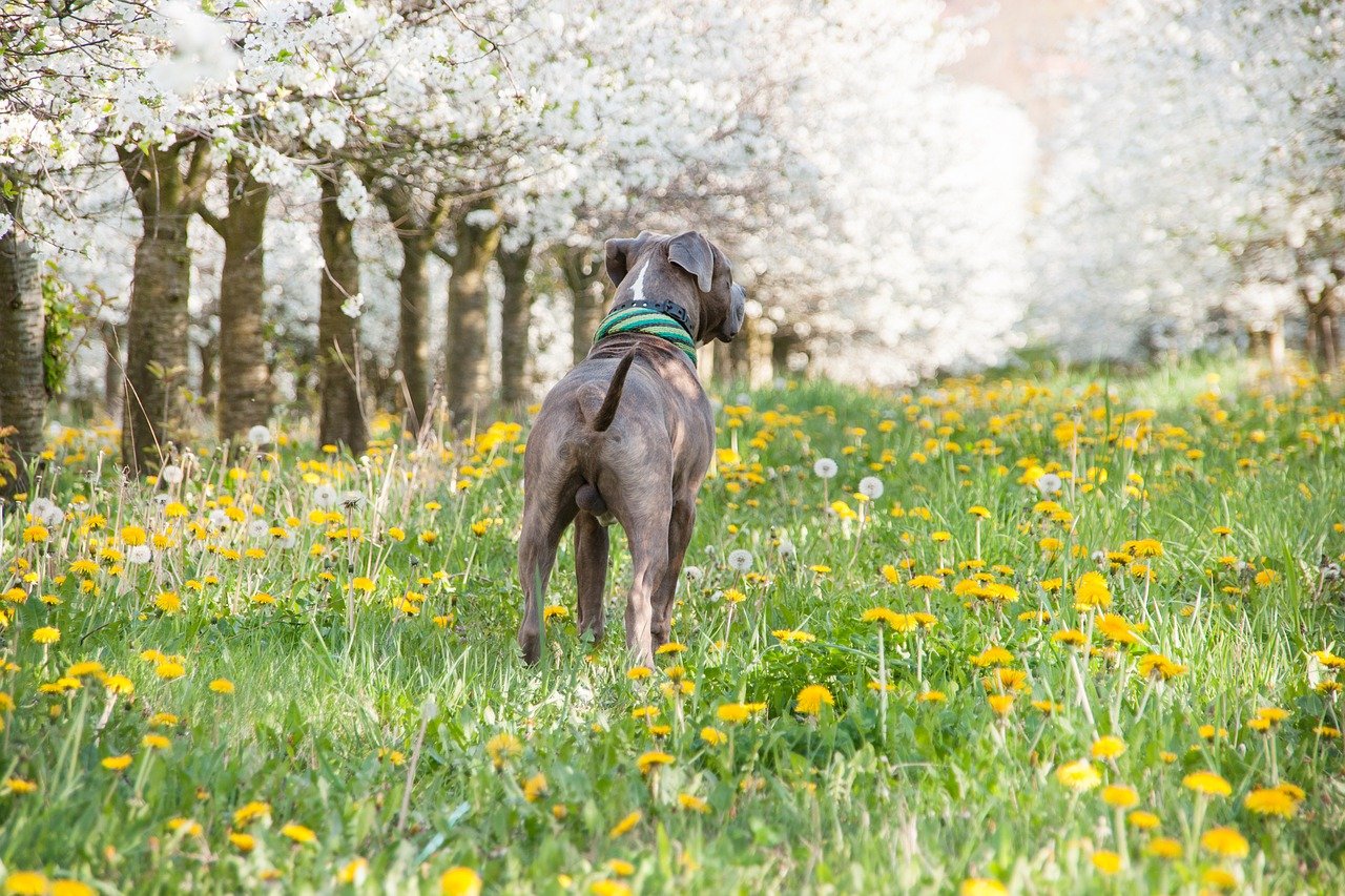 cane si rilassa nel prato