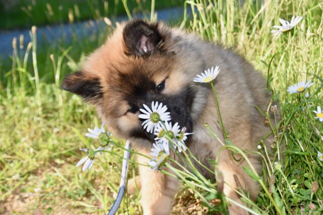 I cani sentono l’odore dei fiori?