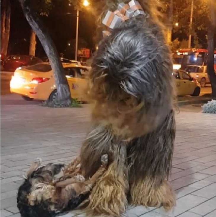 chewbecca-festa