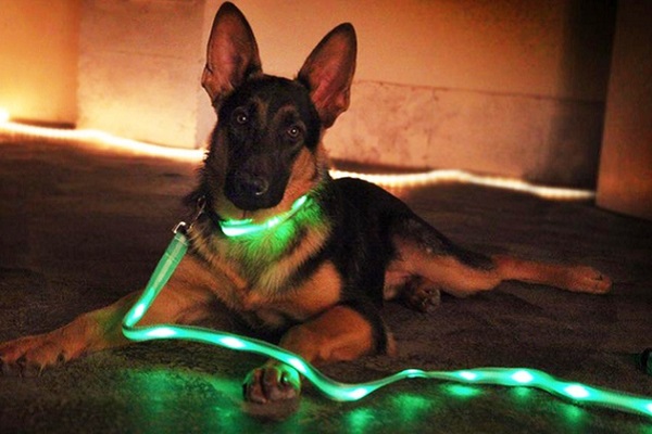 cane con collare e guinzaglio luminosi