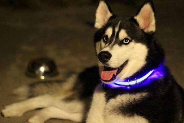 cane husky con collare luminoso 