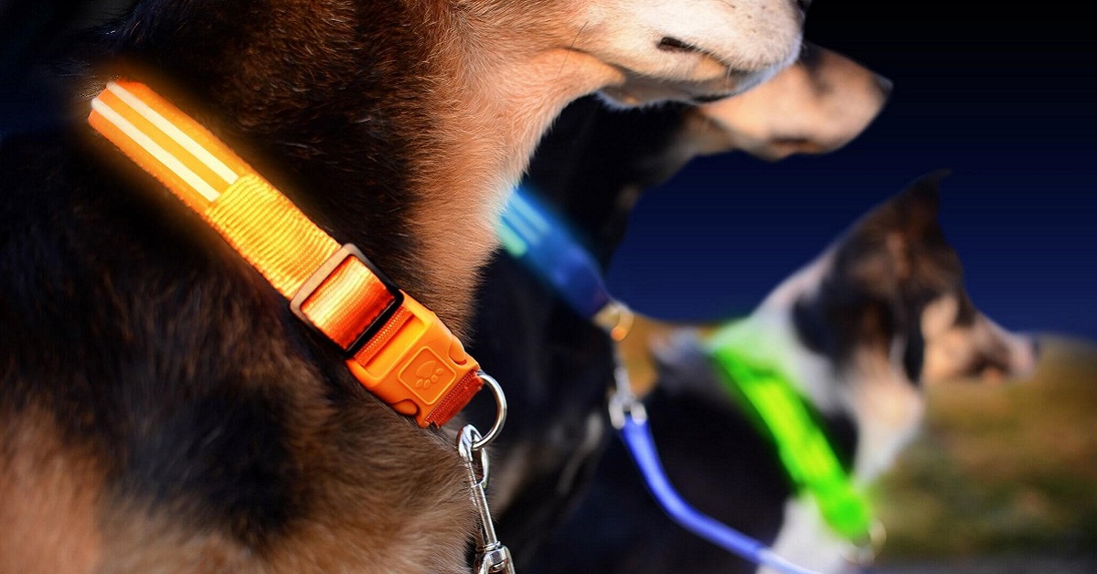 Collare di sicurezza led per cani: l’accessorio ideale per Fido