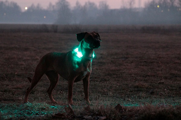 cani capiscono la differenza tra giorno e notte