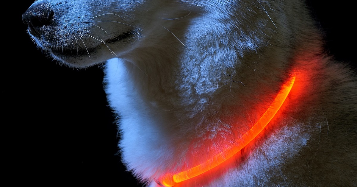 Collare per cani luminoso a led: per vedere sempre Fido, anche al buio