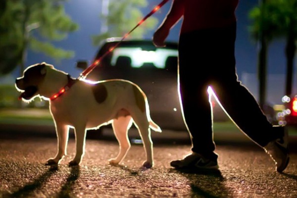 passeggiata notturna con cane