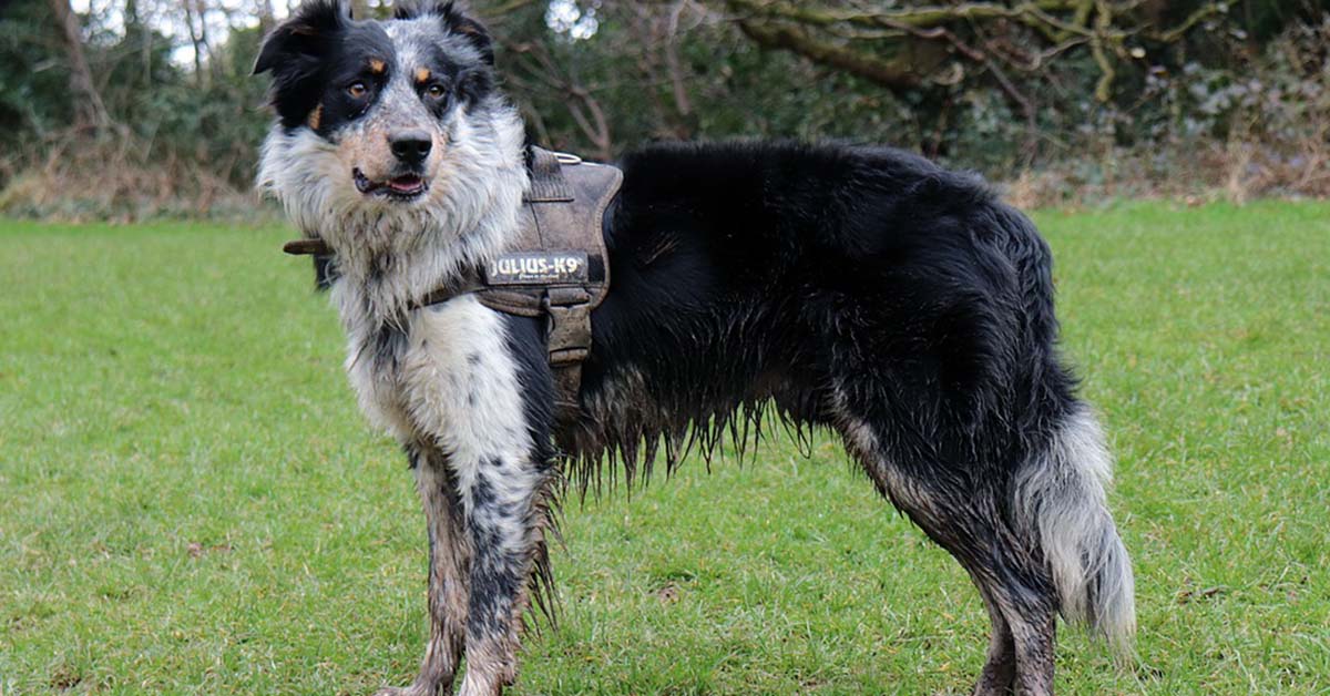 I cani da salvataggio sentono la morte e possono predirla?