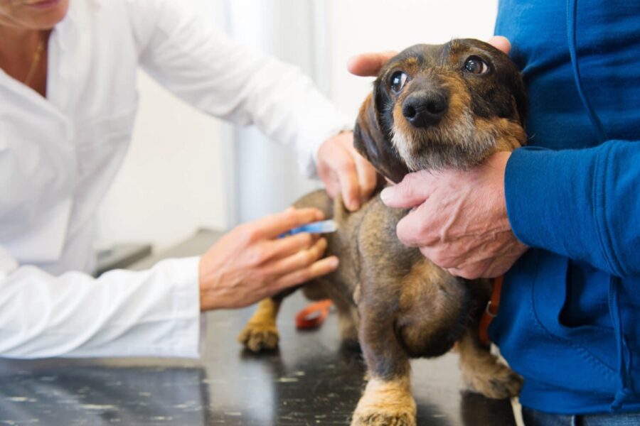 iniezione al cane