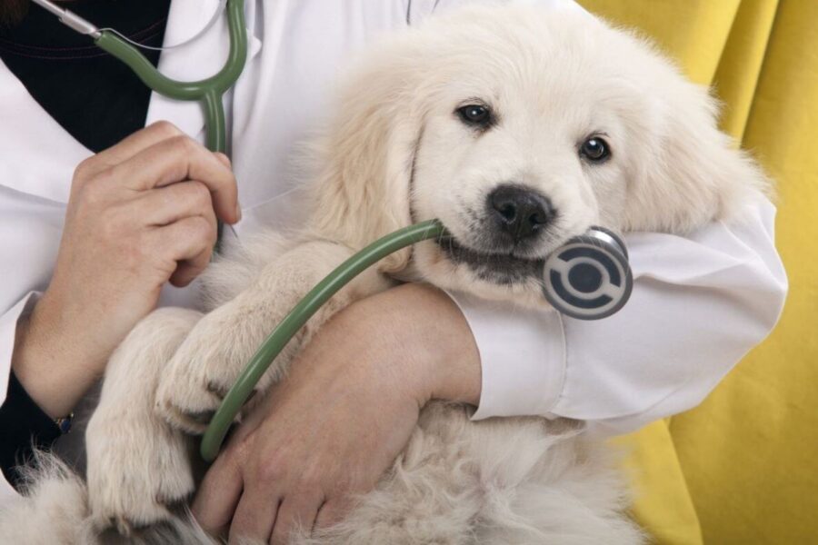 cane con stetoscopio fra i denti