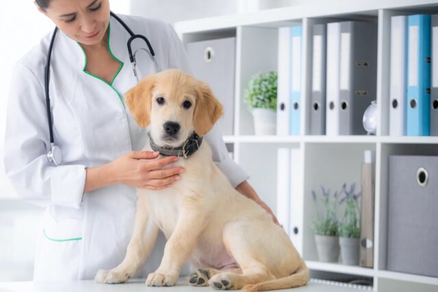 Come provochi al cane la paura del veterinario (mettendolo in difficoltà)