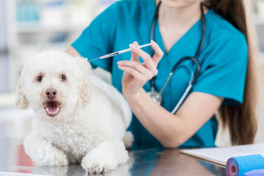 cane ha paura del veterinario