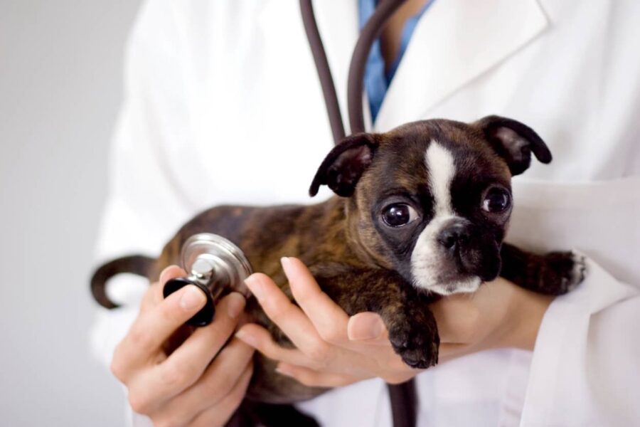 cucciolo di cane con veterinario