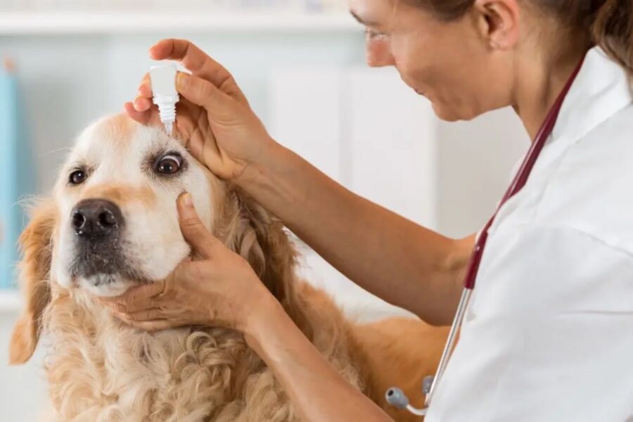 cura degli occhi del cane