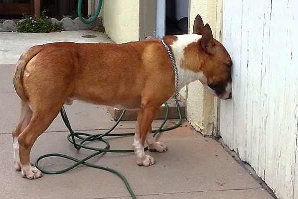 cane con testa appoggiata al muro