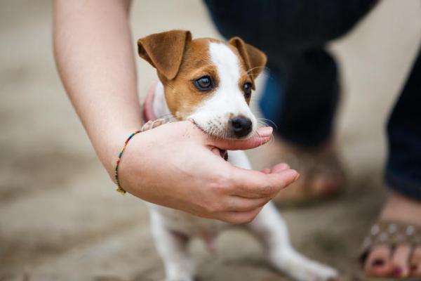 cucciolo di cane mordicchia mano