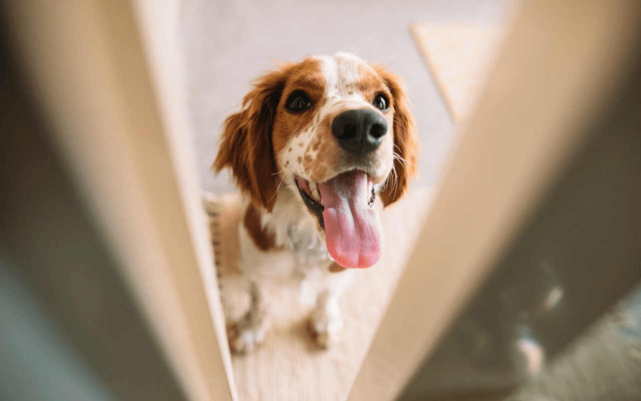 cane spaventato che si nasconde dietro a una porta