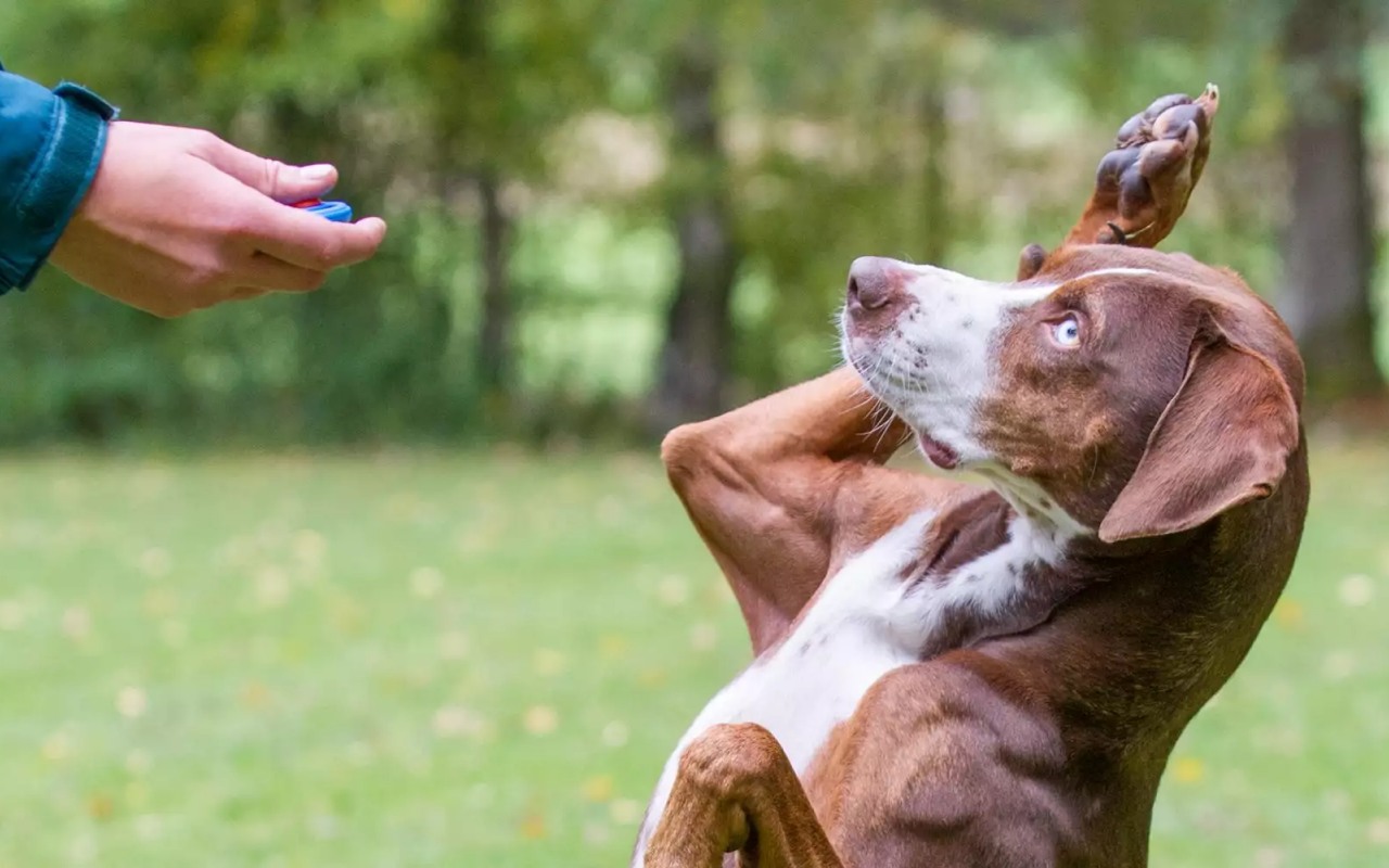 cane addestrato con il metodo del clicker