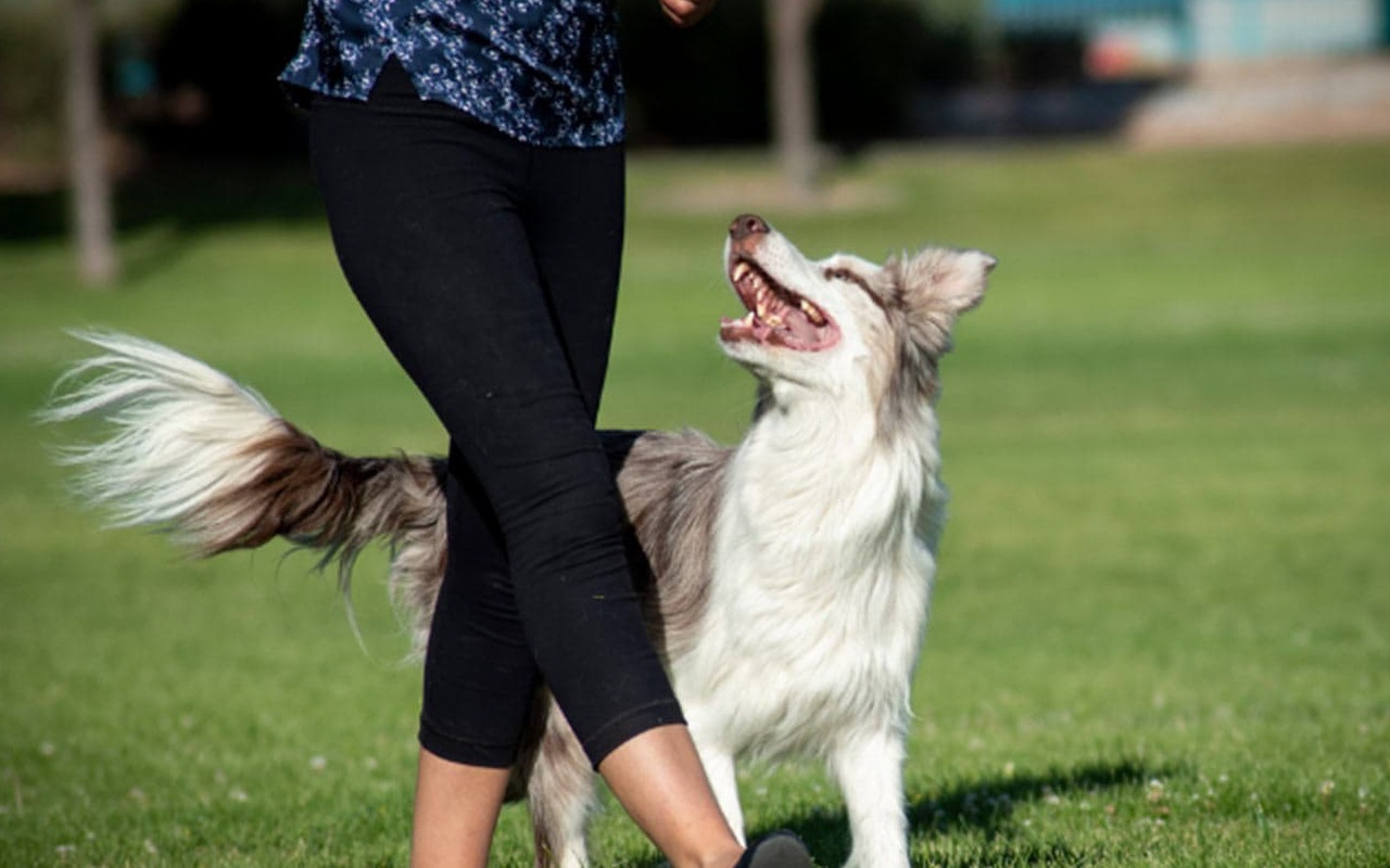 cane viene addestrato dalla sua padrona in un giardino all'aria aperta