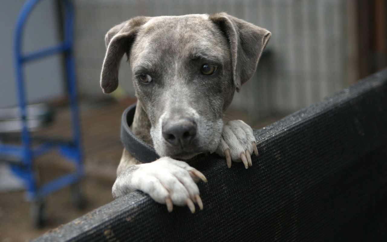 cane spaventato che si nasconde dietro al recinto