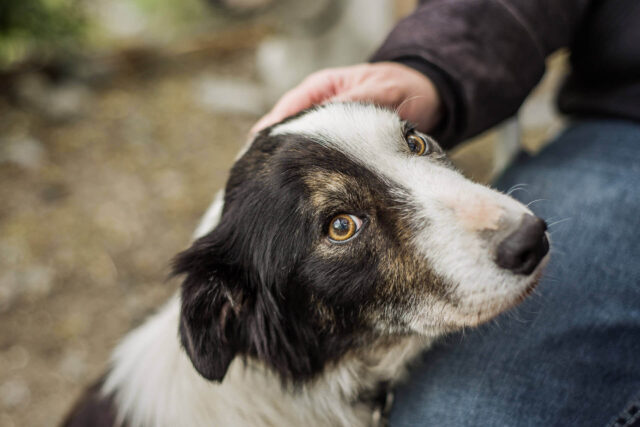 Controcondizionamento del cane: che cos’è e quando serve?